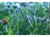 Planterra Bienenweide Saatgut BWE 8020  10 kg Sack