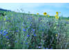 Planterra Bienenweide Saatgut BWE 8020  10 kg Sack