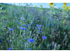 Planterra Bienenweide Saatgut BWE 8020  10 kg Sack