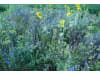 Planterra Bienenweide Saatgut BWE 8020  10 kg Sack