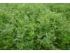 Planterra ZWH 4022 Mais-Meister Zwischenfrucht  600 kg BigBag