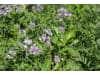 Planterra ZWH 4023 Universal Zwischenfrucht  600 kg BigBag