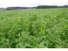 Planterra ZWH 4023 Universal Zwischenfrucht  600 kg BigBag