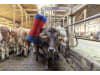 HappyCow Kuhbürste "HappyCow Free Maxi" 490 x 1.500 x 1.200 mm, Borstenbesatz PP (Polypropylen), für Großtiere, 18865