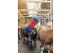 HappyCow Kuhbürste "HappyCow Free Maxi" 490 x 1.500 x 1.200 mm, Borstenbesatz PP (Polypropylen), für Großtiere, 18865