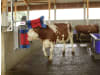 HappyCow Ersatzbürste L x Ø 650 mm x 315 mm; 420 mm, für Kuhputzmaschine Duo, Kerbl, Krazzmaxx, 18822