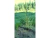 Vinotto® Pflanzstab Fiberglas  1,3 m gelb 