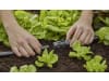 Gardena Micro-Drip-System T-Stück für Sprühdüsen  Länge:80 mm 1/2"; 13 mm  13206-20