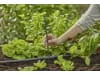 Gardena Micro-Drip-System T-Stück für Sprühdüsen  Länge:80 mm 1/2"; 13 mm  13206-20