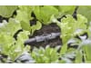 Gardena Micro-Drip-System T-Stück für Sprühdüsen  Länge:80 mm 1/2"; 13 mm  13206-20
