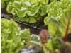 Gardena Micro-Drip-System T-Stück 4,6mm (3/16")  Länge:36 mm 3/16" Bewässerung 13211-20