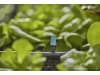 Gardena Micro-Drip-System Endkleinflächendüse   Bewässerung für Pflanzflächen 13306-20