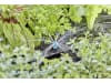 Gardena Micro-Drip-System Endkleinflächendüse   Bewässerung für Pflanzflächen 13306-20