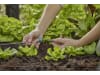 Gardena Micro-Drip-System Reihen-Kleinflächendüse  10x Kleinflächendüse, 1x Verschluss Bewässerung für Pflanzflächen 13316-20