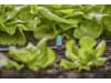 Gardena Micro-Drip-System Reihen-Kleinflächendüse  10x Kleinflächendüse, 1x Verschluss Bewässerung für Pflanzflächen 13316-20