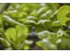 Gardena Micro-Drip-System Endstreifendüse   Bewässerung für Pflanzflächen 13318-20