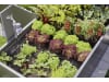 Gardena Micro-Drip-System Tropfbewässerung Set Hochbeet/Beet (35 Pflanzen)   Starter-Set zur Bewässerung für Pflanzflächen 13455-20