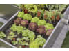 Gardena Micro-Drip-System Tropfbewässerung Set Hochbeet/Beet (35 Pflanzen)   Starter-Set zur Bewässerung für Pflanzflächen 13455-20
