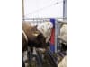 HappyCow Kuhbürste "Bully" 300 x 900 mm, Borstenbesatz PA (Polyamid), rot/blau, für Rinder, 293130