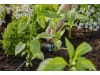 Gardena Micro-Drip-System Regulierbarer Reihentropfer druckausgleichend  5x Reihentropfer, 1x Verschlusskappe  Bewässerung für Topfpflanzen 13314-20