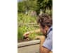 Gardena Micro-Drip-System Regulierbarer Reihentropfer druckausgleichend  5x Reihentropfer, 1x Verschlusskappe  Bewässerung für Topfpflanzen 13314-20