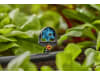 Gardena Micro-Drip-System 6-Flächen-Sprühdüse   Bewässerung für Pflanzflächen 13324-20