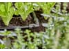 Gardena Micro-Drip-System L-Stück   13 mm (1/2'') Bewässerung 13202-20