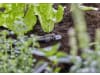Gardena Micro-Drip-System Verschlussstopfen 13 mm    Bewässerung 13205-20