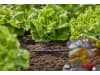 Gardena Micro-Drip-System T-Stück für Sprühdüsen   4,6 mm (3/16'') Bewässerung 13216-20