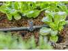 Gardena Micro-Drip-System T-Stück für Sprühdüsen   4,6 mm (3/16'') Bewässerung 13216-20