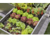Gardena Micro-Drip-System Verschlussstopfen 4,6 mm    Bewässerung 13215-20