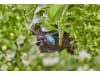 Gardena Micro-Drip-System Regulierbarer Reihentropfer  10x regulierbare Reihentropfer; 1x Verschlusskappe  Bewässerung für Topfpflanzen 13315-20