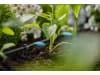 Gardena Micro-Drip-System Regulierbarer Reihentropfer  10x regulierbare Reihentropfer; 1x Verschlusskappe  Bewässerung für Topfpflanzen 13315-20