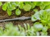 Gardena Micro-Drip-System Verbinder 4,6 mm   4,6 mm (3/16'') Bewässerung 13213-20