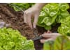 Gardena Micro-Drip-System Verbinder 4,6 mm   4,6 mm (3/16'') Bewässerung 13213-20