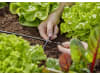 Gardena Micro-Drip-System Kreuzstück   4,6 mm (3/16'') Bewässerung 13214-20