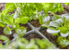 Gardena Micro-Drip-System Kreuzstück   4,6 mm (3/16'') Bewässerung 13214-20