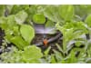 Gardena Micro-Drip-System Sprühdüse 180°   Bewässerung für Pflanzflächen 13321-20