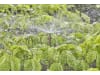 Gardena Micro-Drip-System Sprühdüse 360°   Bewässerung für Pflanzflächen 13322-20
