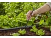 Gardena Micro-Drip-System Verlängerungsrohr für Sprühdüsen    Bewässerung für Pflanzflächen 13326-20