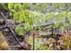 Gardena Micro-Drip-System Verlängerungsrohr für Sprühdüsen    Bewässerung für Pflanzflächen 13326-20