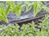 Gardena Micro-Drip-System Sprühdüse 180°   Bewässerung für Pflanzflächen 13321-20