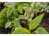 Gardena Micro-Drip-System Reihentropfer  10x Reihentropfer; 1x Verschlusskappe, 1x Reinigungsnadel  Bewässerung für Topfpflanzen 13317-20