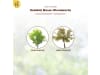 Solabiol Baum-Wundwachs 300 g   