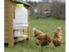 SmartCoop Futterautomat mit Geflügeltränke 7,5 kg; 10 l, für Hühner, 70660