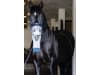 hippomed Ultraschall-Inhalator "AirOne Flex" für Pferde, mit Warmblutinhalationsmaske, 3211805
