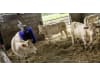 DeLaval Kuhbürste "SBB" 500 x 1.320 x 1.000 mm, Borstenbesatz Nylon, für Rinder mit Hörnern und langem Fell, 64410880