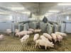 DOMINO Tierwaage "Pig Sort" für Schweine