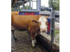 KERBL Kratzbürste "EuroFarm" Bürste 500 x 100 mm, für Rinder, 29325