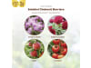 Solabiol Chabasit Barriere 400 g Beutel  